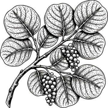 Botanical black and white engraving illustration of a sea grape plant branch with leaves and small berries sketch