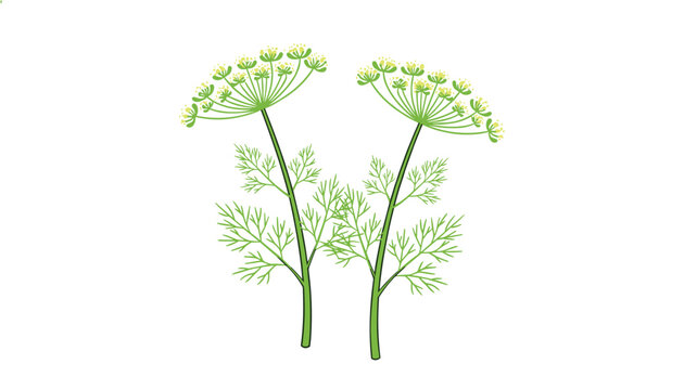 Delicate vector illustration of two dill plants with green feathery leaves and yellow umbrella-like blossoms.