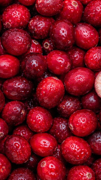 Fresh ripe red cranberries background covered with water droplets