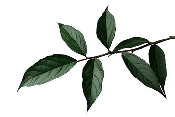 Fototapeta premium Simple dark green leaf branch isolated on transparent background