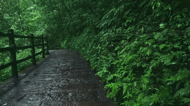 Wet Stone Path in Lush Forest with Wooden Fence