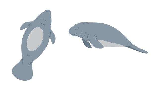 Gentle sea cow manatee mammal illustrations in grey color shown from a top perspective and a side view on white.