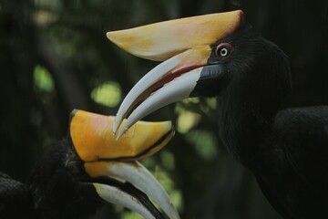 A portrait of a beautiful pair of rhinoceros hornbills © Pitokung