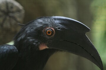 Side view of a beautiful malayan black hornbill © Pitokung