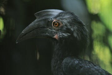 Side view of a beautiful malayan black hornbill © Pitokung