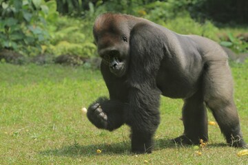 A silverback gorilla picking up fruit from the grass during the day © Pitokung
