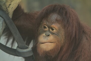 facial expression of a young bornean orangutan © Pitokung