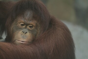 Fototapeta premium The sad facial expression of a young bornean orangutan
