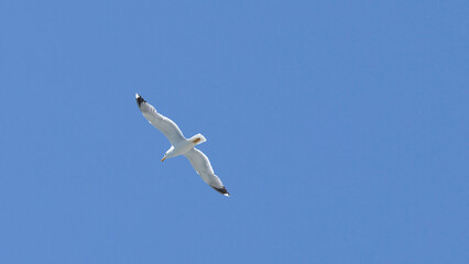 Obraz premium White Seagull Gliding Through a Clear Blue Sky in Portofino