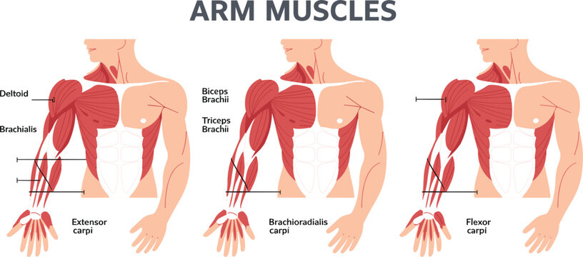 Arm Muscles Anatomy Diagram Showing Deltoid, Biceps Brachii, Triceps, Brachialis, Forearm Flexors, and Extensors for Medical Education Illustration
