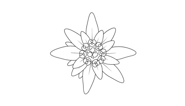 Black and white line art illustration of a beautiful edelweiss flower, a symbol of the Alps, isolated on a white background.