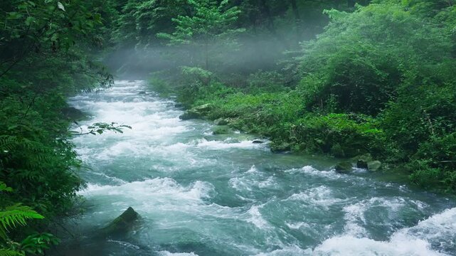 Misty Forest Stream with Rushing Turbulent Water