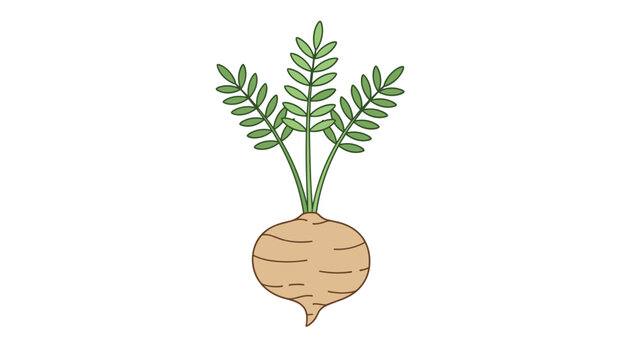 Single yam bean or jicama root vegetable with textured brown skin and leafy green stems, isolated on a white background.