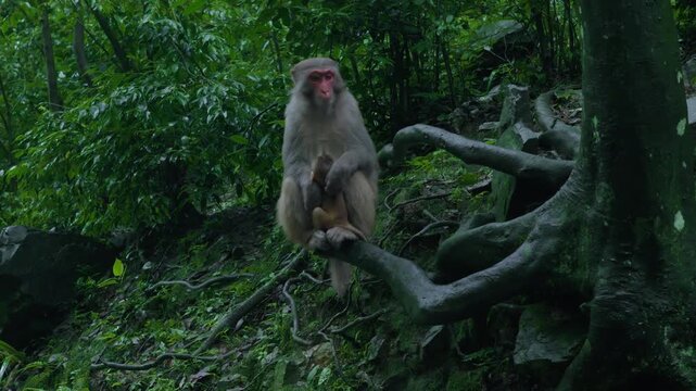 Monkey Sitting on Tree Branch in Forest