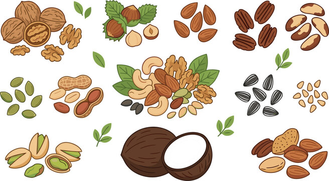 Healthy nuts and seeds vector set featuring walnut almond hazelnut peanut pistachio pecan cashew and coconut elements