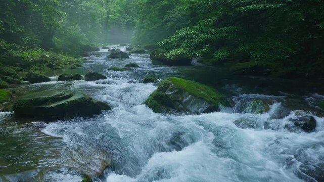 Whitewater stream over mossy boulders