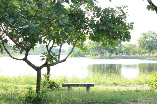 alone bench on the lake