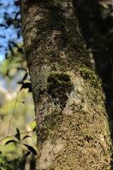 Obraz premium Close Up of Green Moss Growing on Tree Bark