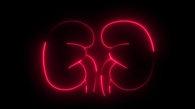 glowing line kidney icon 4k animation by cyan blue neon on black background. 4k animation icon.