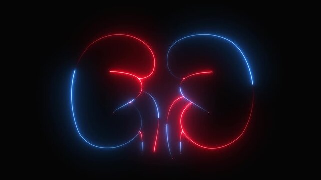 glowing line kidney icon 4k animation by cyan blue neon on black background. 4k animation icon.