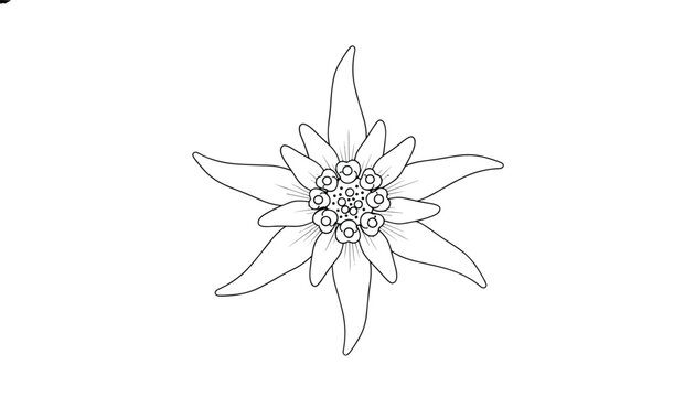 Delicate black and white line drawing of an edelweiss mountain flower, isolated on a plain white background.