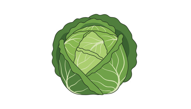 Vibrant green cabbage head with detailed outer leaves, isolated on a clean white background for food designs.