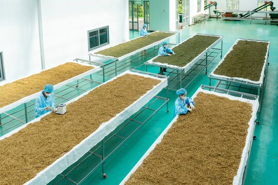 Worker laboring in a tea processing factory in Gia Lai, Vietnam