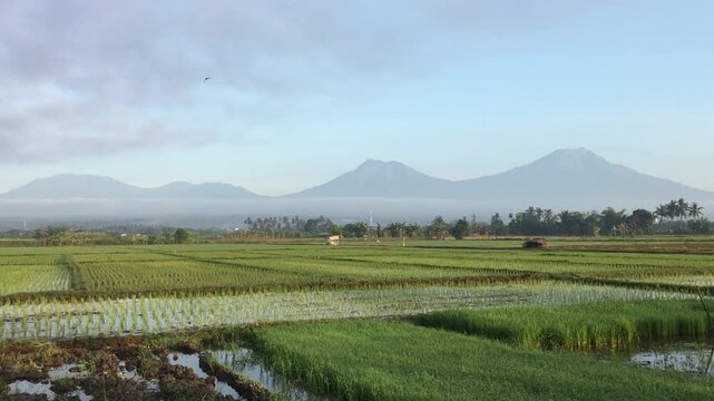 Morning Landscape Over Lush Green Rice Field with Volcano Mountain Peak.