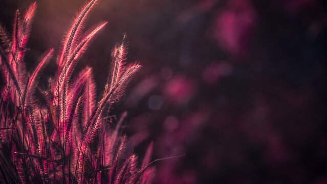 Glowing magenta foxtail grass in dark moody nature background copy space