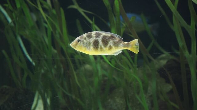 Fish swimming in an aquarium with plants and rocks