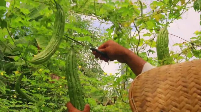 Farmer wearing conical hat harvesting fresh bitter gourd in organic garden 4K