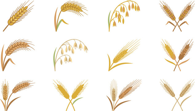 Golden wheat stalks and organic rye barley grain ears icons set for agriculture farming bakery bread packaging logo design vector