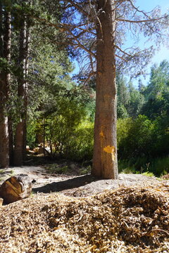 A vertical shot of a tall pine tree with yellow spray paint markings on its trunk, situated in a sunlit forest clearing. Wood chips and cut logs cover the foreground ground, highlighting forestry mana