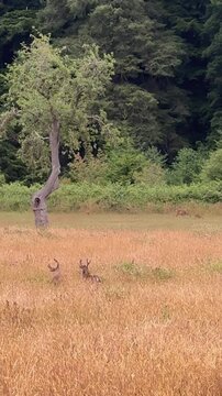 Two bucks standing in a meadow at Elk Meadow in Redwood National Park California