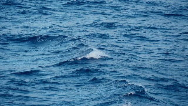 Deep blue ocean water with rolling waves and white foam crests moving across the open sea surface. Rippling texture creates natural patterns in the vast expanse of blue water.