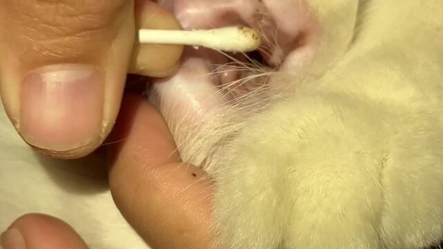 Slow motion close up of a person's hands gently cleaning dirty ear wax from a white cat using a cotton bud. Essential feline pet care, health, hygiene and grooming routine concept.