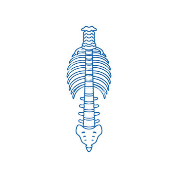 Human spine and rib cage vector icon for orthopedics, skeletal system anatomy, chiropractic care, and spine health isolated on white background