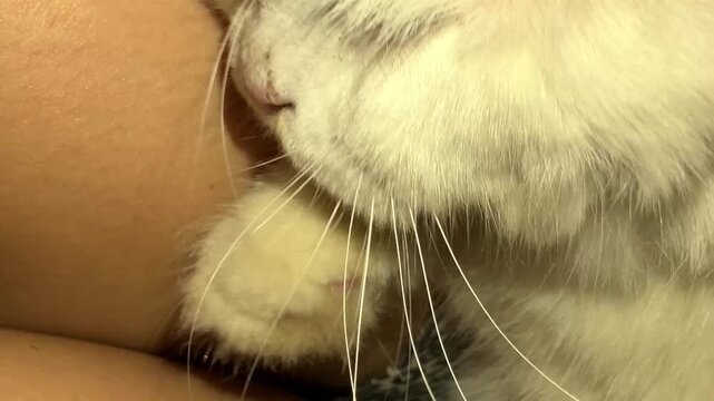 Slow motion close up of a person's hands gently cleaning dirty ear wax from a white cat using a cotton bud. Essential feline pet care, health, hygiene and grooming routine concept.