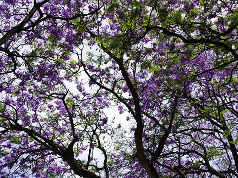 A low-angle view looking up into the dense canopy of blooming jacaranda trees filled with vibrant purple flowers and green leaves against a bright sky.
