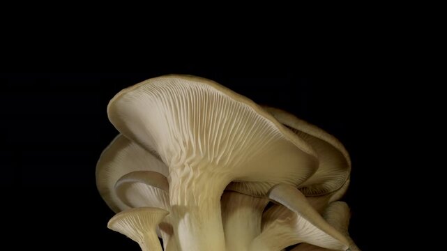 Close-up time-lapse of mushroom gills opening and cap development, biology concept.
