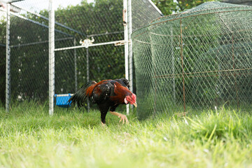 A fighting cock walks on grass ground  beside Thai chicken coop to find food in the morning © Dontree