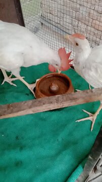 Cute Baby Chicks Drinking Water Inside Wire Cage Close Up