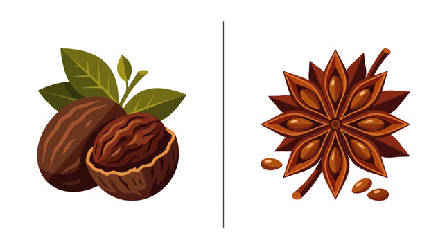 Flat vector illustration of whole nutmeg and star anise spices