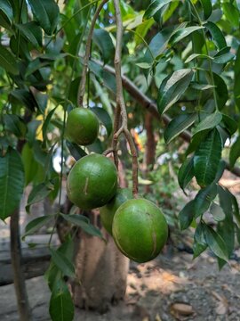 green apples on tree