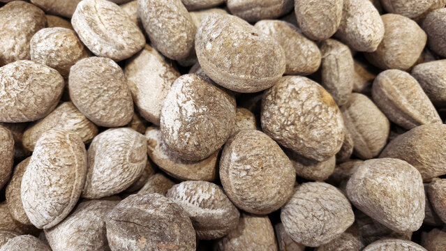 Kluwek (Pangium edule) Seeds, Traditional Indonesian Spice for Rawon, Full Frame Food Ingredient Background