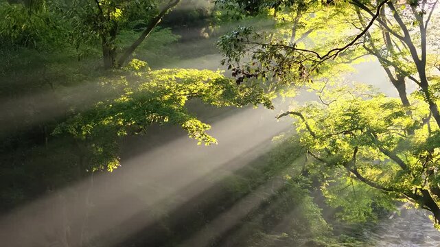 夏でも涼しい菊池渓谷