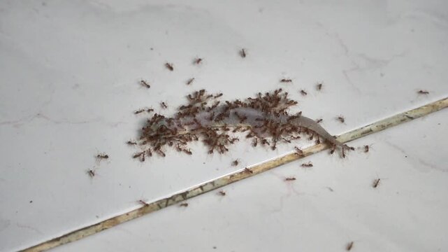A swarm of small red ants attacking and eating a dead lizard carcass on a white tiled floor, representing household pests, insect behavior, food chain, and pest control concept.