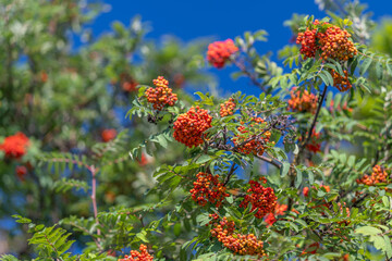 Fototapeta premium Vibrant red rowan berries glisten under the clear blue sky amidst lush green leaves