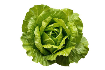 Obraz premium Compact leafy green lettuce head with curled center