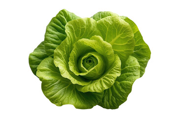 Obraz premium Round green lettuce head with dense layered leaves